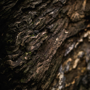 Pinus
