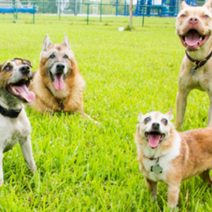 In the Dog Park