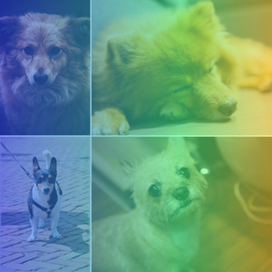 Debonair Ambiance for Calming Your Dogs album