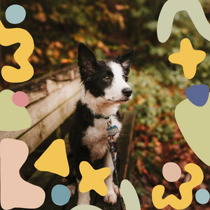 Bgm for Sleepy Pups album