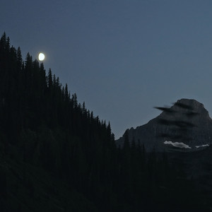 Moss and Moon