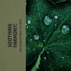 Soothing Harmony: Rain and Water Amidst the Forest album