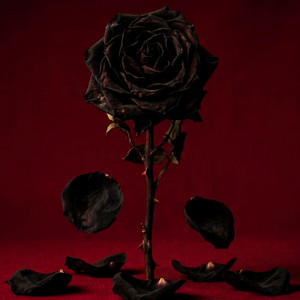 From A Rose by BROWN BEAVERS