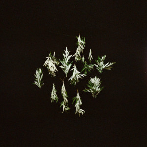 Memory Garden