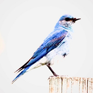 Blue Bird (what a marvelous thing)