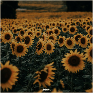 Sunflower Field by Raban