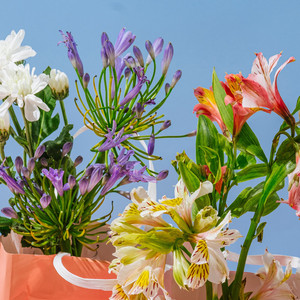 Rose - Chasing Stardust