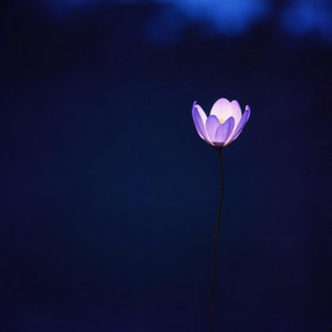 Twilight Bloom by Delicate Transience