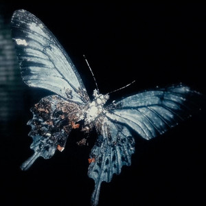 Kxllswxtch — ALIVE (2026)