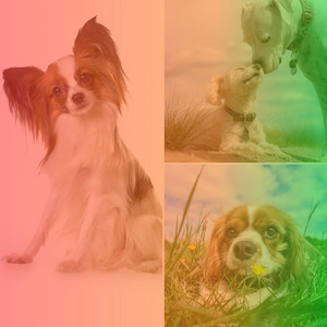 Music for Peaceful Puppy Time - Hip Latin Music album