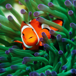 Nexo lara - Cypher Vol.2