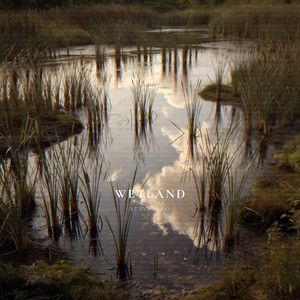 Wetland by Nicolaj Stavrenko