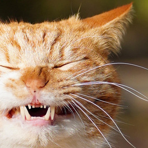 恩田 貴則 - A Cat Song That Seems to Fit a Naughty Cat Video