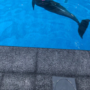 Saira - Old Macdonald