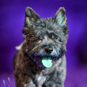 Bright Guitar Jazz - Ambiance for Peaceful Puppy Play album