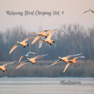 Meditation: Relaxing Bird Chirping Vol. 1 album