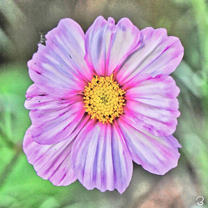 Geraniums by RAW