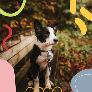 Trio Jazz - Bgm for Doggy Day album