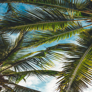 Portada de Palm Trees