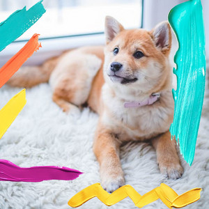 Music for Dreamy Doggies (Trumpet Solo) album