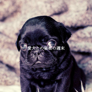 愛犬との秘密の週末