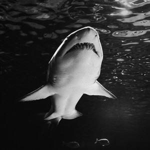 WODUCTION - Shark on Acid