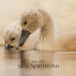 The Bird's Nest by Silas Northwind