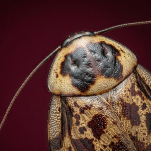 cockroach