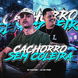 Cachorro Sem Coleira