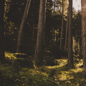 Portada de Forest Whispers
