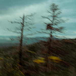 Vry Monday — Red Forest