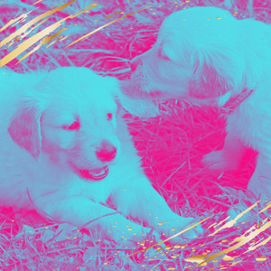 Bossa Nova (Music for Best Friends) album