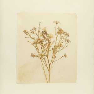 Concrete in Bloom by Rowan Ellmere