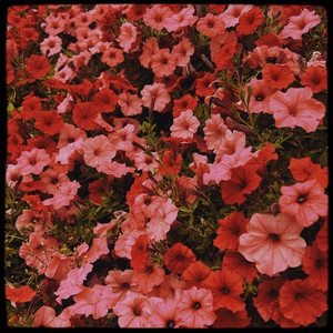 Petunia by Fleur Amiette
