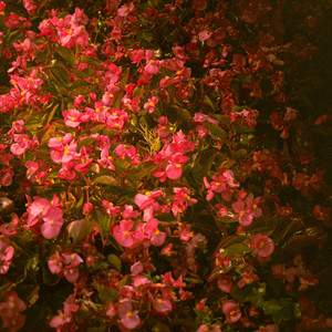 Blessings by Cult Lovely