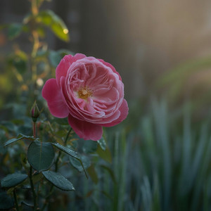 Wont Forget the Way You Kissed by Anastasia Ivanovna Petrova