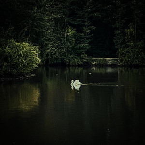 Lullaby Of The Swans by Avanor