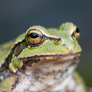 Palen sahrosi - antapaceye frog