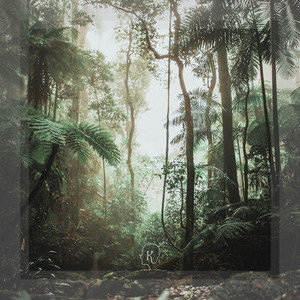 Rainforests