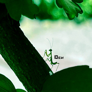 Dew