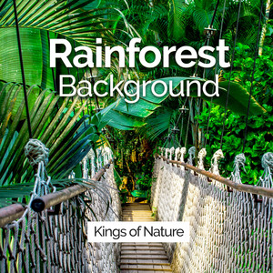 Rainforest Background