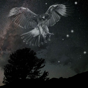 Hawk in the Sky
