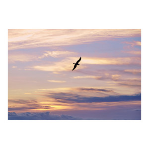 Ricardo Guto - Birds in the sky (Acoustic)