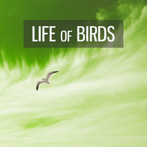 Life of Birds – Nature Sounds, New Age Music, Singing Birds, Early Morning, Relaxation Music album