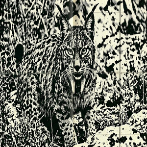 Lynx by Shyua