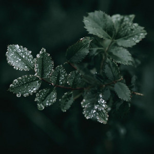 NATURAL ACID II by S(AINT)