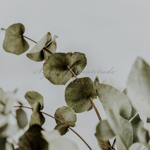 Signs of Gratitude by Stillroom