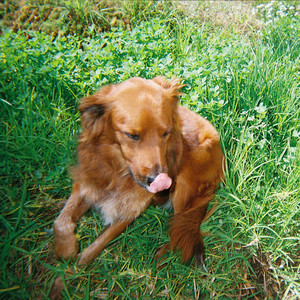 dog with a bone by Sven Yamaha