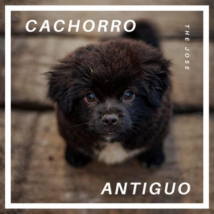 Cachorro Antiguo by The jose