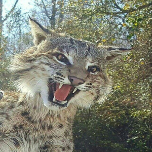 Mayumi Fujita - A Way of Life